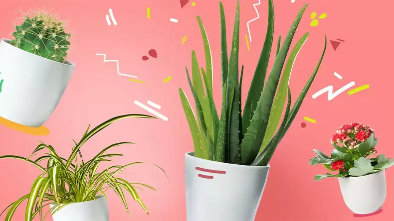 你是什么植物系人格？